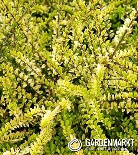 Lonicera Nitida - Heckenmyrte 1 St.
