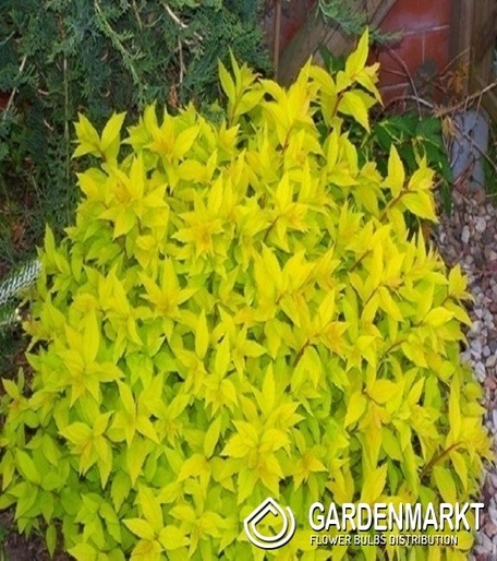 Japanischer Spierstrauch Spiraea Japonica Golden Princess 1 St.