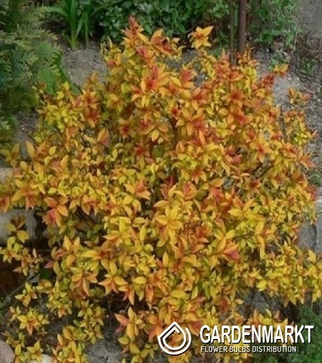 Japanischer Spierstrauch Spiraea Japonica Goldflame 1 St.