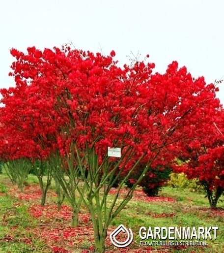 Euonymus Alatus Korkflügelstrauch 1 St.