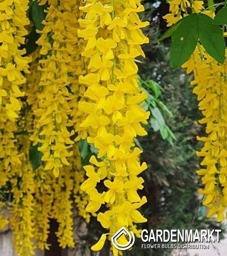 Laburnum Anagyroidea - Gewöhnlicher Goldregen 1 St.
