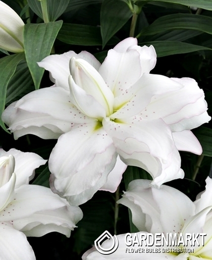 Orientalische Lilie Lotus Beauty 1 St.