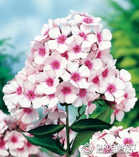 Phlox-Flammenblume Graf Zeppelin 1 St.
