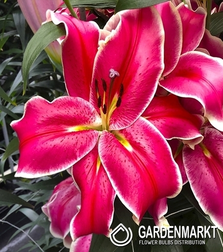 Lilie Ot Hybrid El Capitain 1 St.