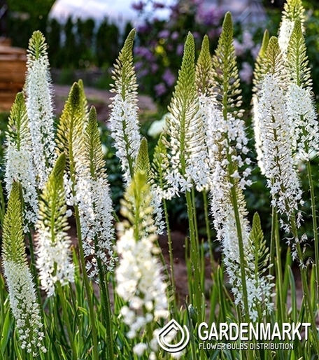 Eremurus Steppenkerze Als Hamalaicus 1 St.