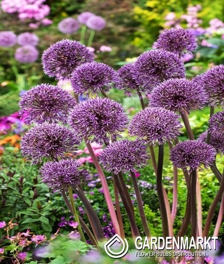 Zierlauch Allium Jackpot 1 St.