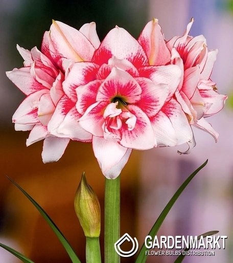 Hippeastrum Amaryllis Elvas 1 St.