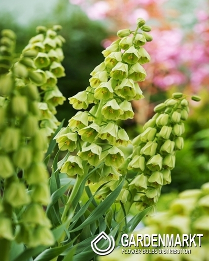 Kaiserkrone Fritillaria Ivory Bells 1 St.