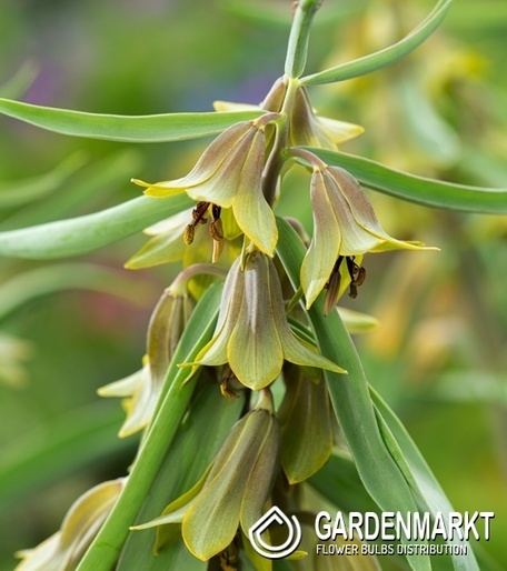 Kaiserkrone Fritillaria Sewerzowii 1 St.