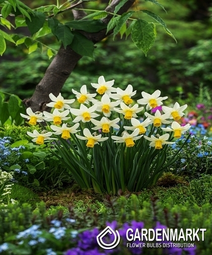 Narcissi Klein Jack Snipe 5 St.