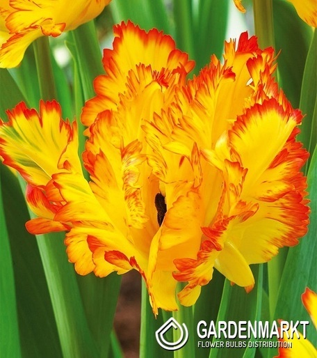 Tulip Papagei Carribean Parrot 5 St.