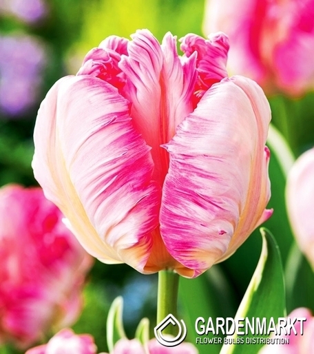 Tulip Papagei Silver Parrot 5 St.