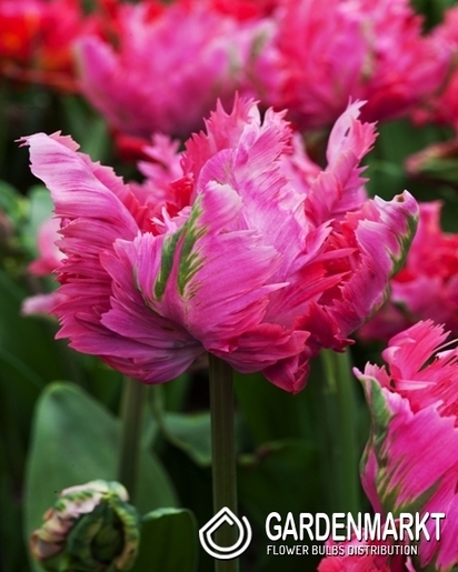 Tulip Papagei Power Parrot 5 St.