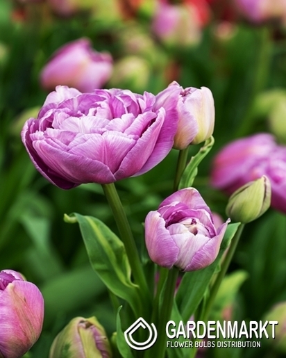 Tulpe Gefüllte Dancing Passion 5 St.