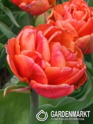 Tulpe Gefüllte Queensbury 5 St.