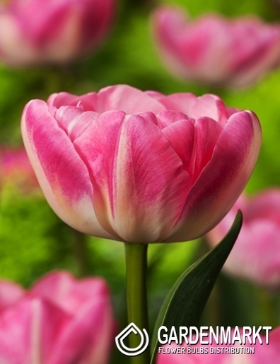 Tulpe Gefüllte Up Star 5 St.
