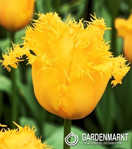 Tulpe Gefranste Yellow Valery 5 St.