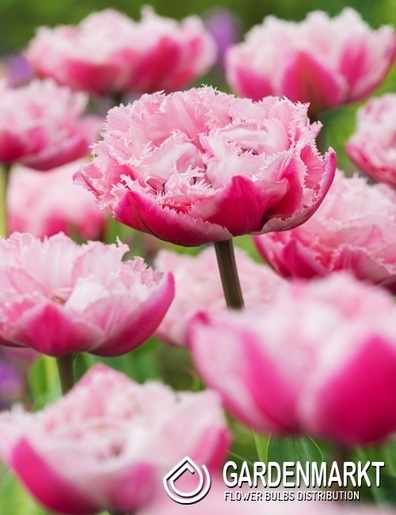 Tulpe Gefranste Sugar Crystal 5 St.