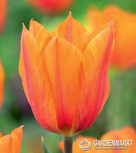 Tulpe Triumph El Nino 5 St.