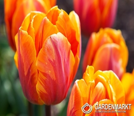 Tulpe Triumph Tasmanie 5 St.