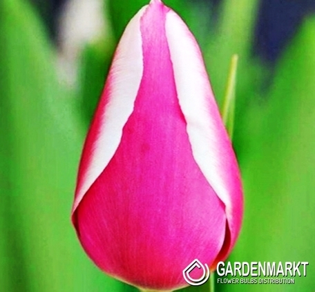 Tulpe Triumph One Love 5 St.