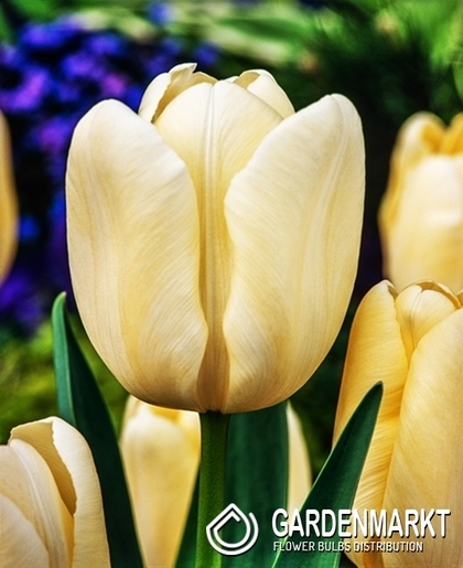 Tulpe Triumph Creme Flag 5 St.