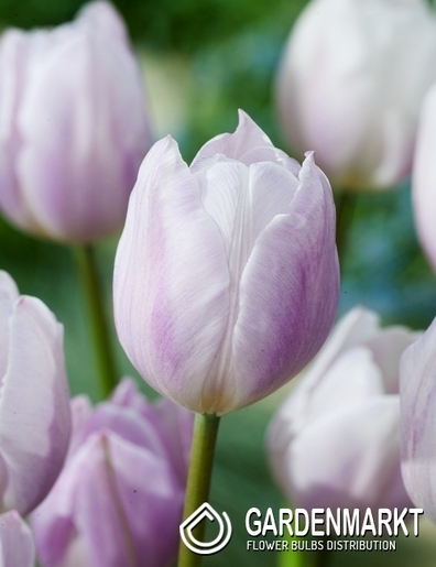 Tulpe Triumph Silver Cloud 5 St.