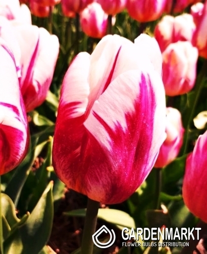Tulpe Triumph Bojangels 5 St.