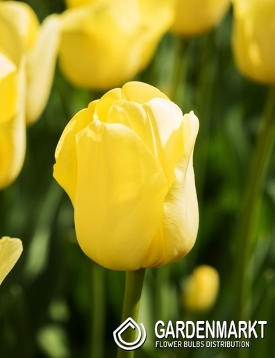 Tulpe Triumph World Friendship 5 St.