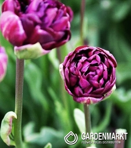Tulpe Mystery Dream 5 St.