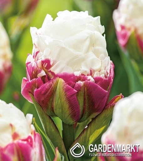 Tulpe Gefüllte Ice Cream 5 St.