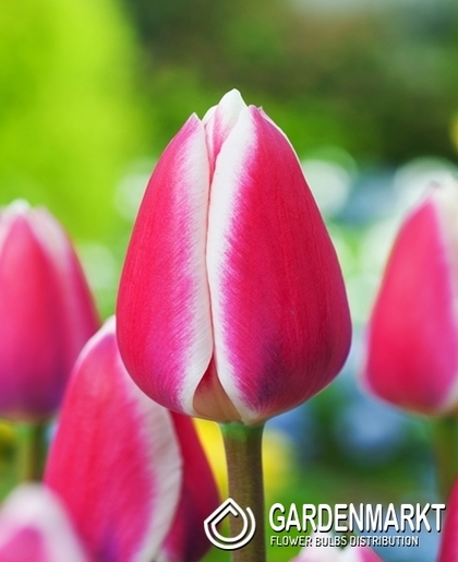 Tulpe Darwin Candy Apple Delight 5 St.