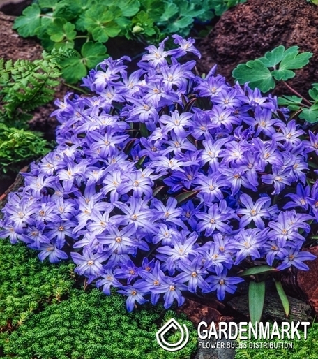 Chionodoxa Luciliae - Sternhyazinthe Lucilea 10 St.