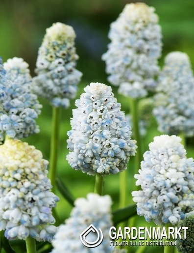 Traubenhyazinthe Muscari Nature's Beauty 10 St.