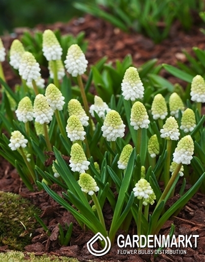 Traubenhyazinthe Muscari Alaska 10 St.