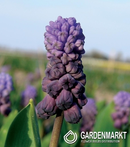 Traubenhyazinthe Muscari Purple Rain 5 St.