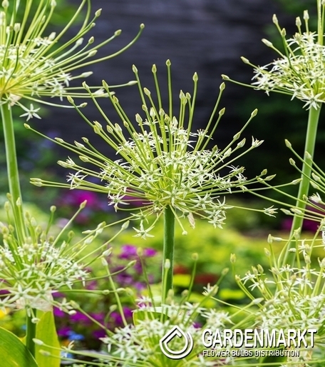 Zierlauch Allium Artic Snow 1 St.
