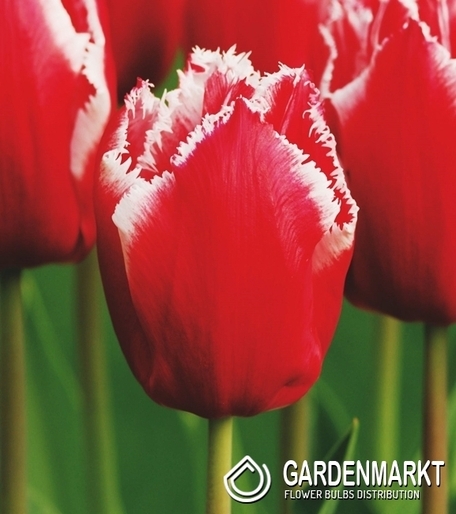 Tulpe Gefranste New Santa 5 St.