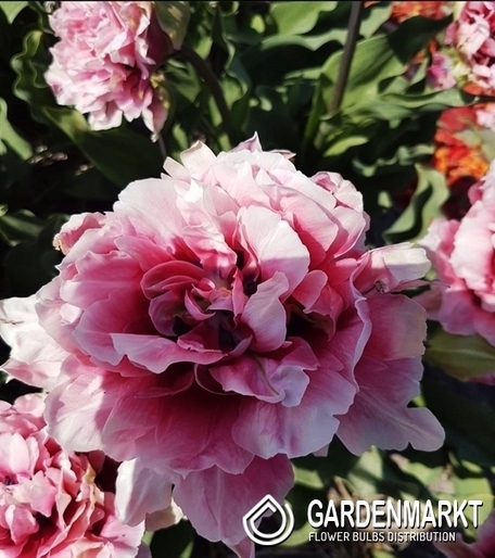 Tulpe 47 5 St.