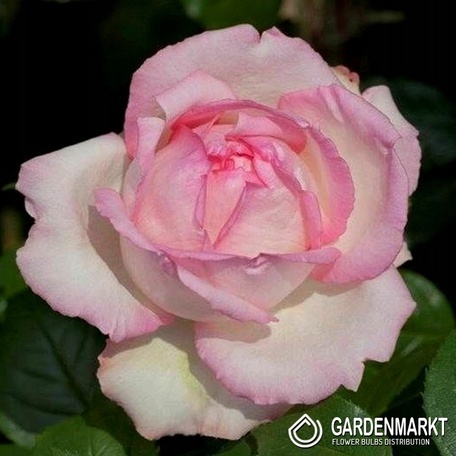 Mehrblütigen Hell  Rose 1 St.