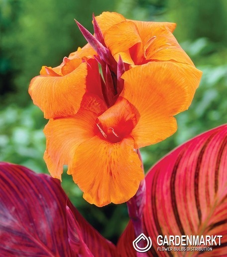 Canna-Blumenrohr Durban 1 St.