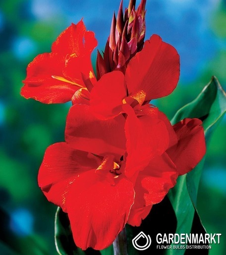 Canna-Blumenrohr Cherry Red 1 St.