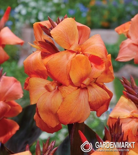 Canna-Blumenrohr Panache Black 1 St.
