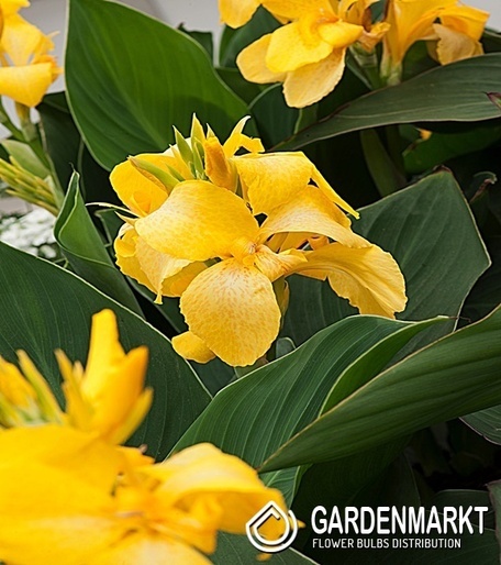 Canna-Blumenrohr Shining Yellow 1 St.