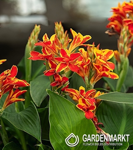 Canna-Blumenrohr Mandarin Orange 1 St.