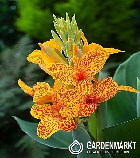 Canna-Blumenrohr Tenerife 1 St.