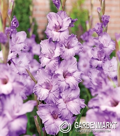 Gladiolus Gladiole Milka 5 St.