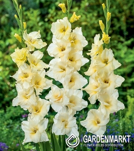 Gladiolus Gladiole Speed Date 5 St.