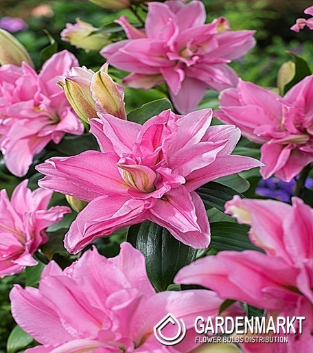 Gefüllte Lilie Roselily Shamira 1 St. Gardenmarkt.de