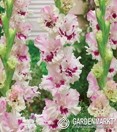 Gladiolus Gladiole Dreamy Creamy 5 St.